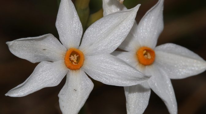 Salida Extraordinaria del HDXA: Narcissus de Otoño y CHENOPODIACEAE de Levante