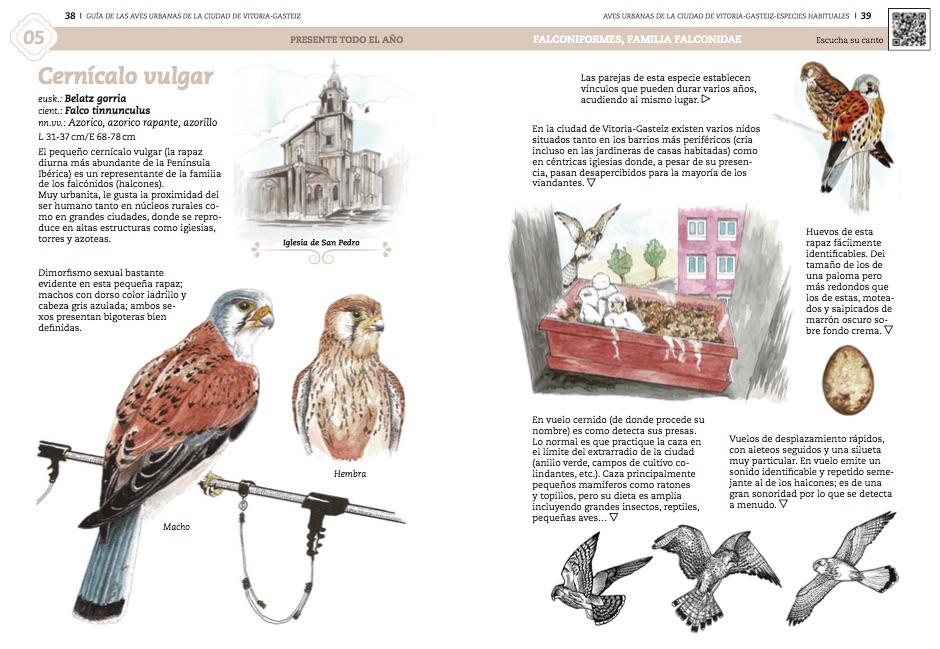 Cernícalo vulgar - Guía de las aves urbanas de la ciudad de Vitoria-Gasteiz