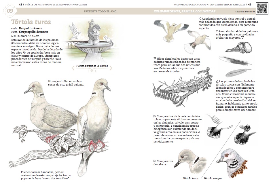 Tórtola turca - Guía de las aves urbanas de la ciudad de Vitoria-Gasteiz
