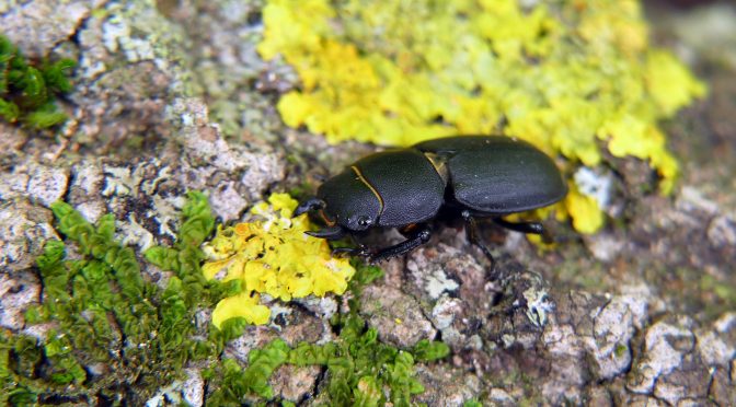 Dorcus parallelipipedus