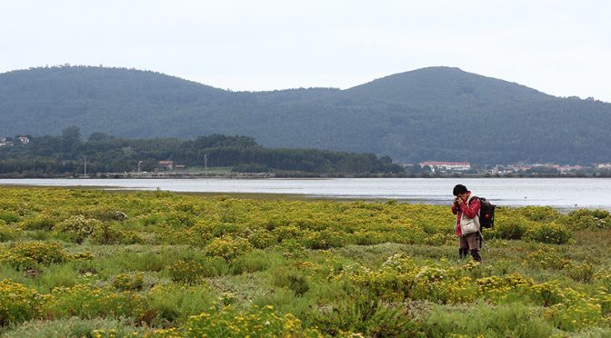 6ª Salida del Herbario Digital – MARISMAS DE SANTOÑA