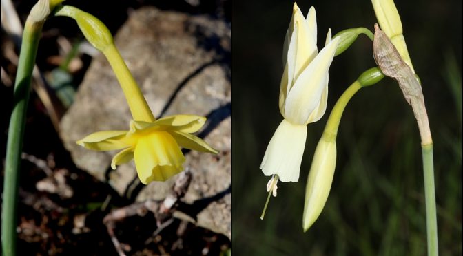 Socios del IAN-ANI descubren dos nuevas especies de Narcisos híbridos
