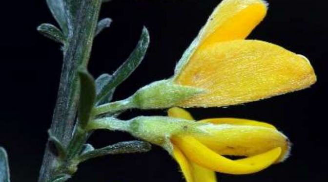 Socios del IAN-ANI descubren un nuevo taxón botánico para la ciencia