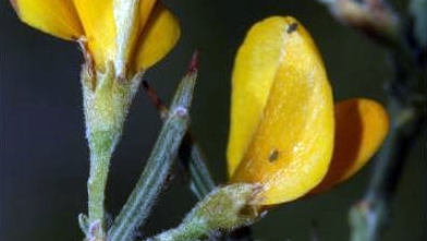 Genista × zorrakinii Patino, Urrutia & Valencia, hybr. nov. (G. eliassennenii × G. scorpius)