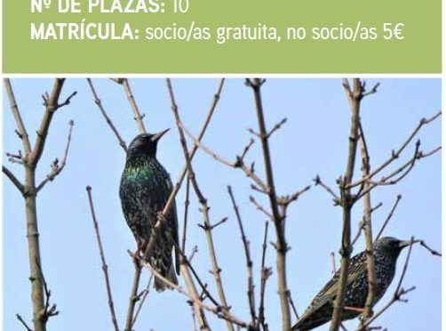 Paseos ornitológicos 1