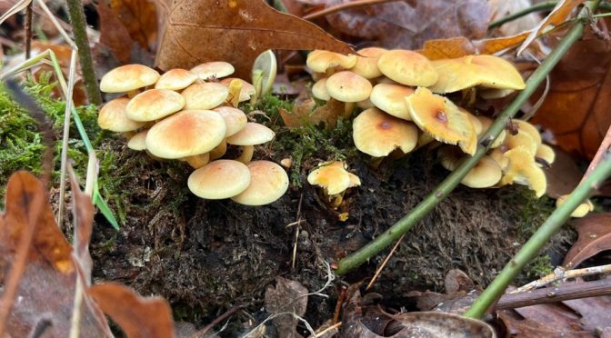 6ª Salida de Setas 2025