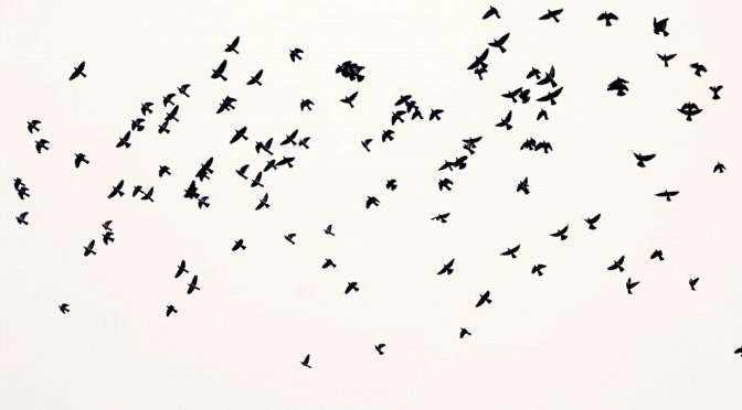 Visita a Etxalar. Día de las Aves