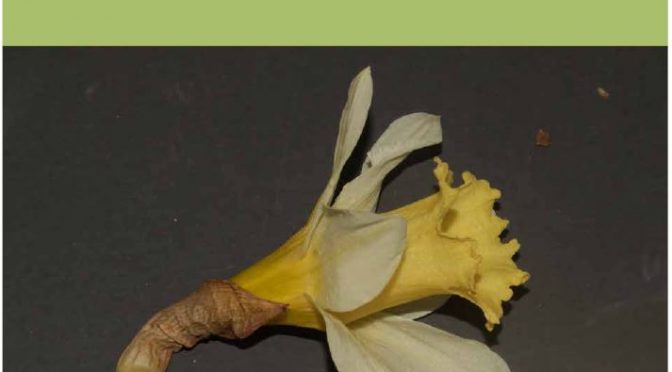 Salida HDXA 1: Estudio del grupo de Narcissus pseudonarcissus-1