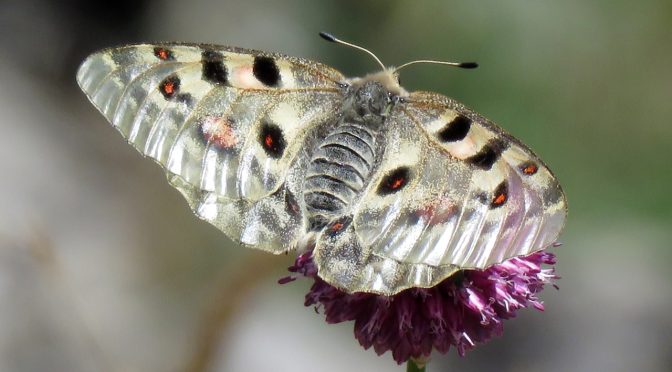 Visita a la microrreserva de mariposas de Lapoblación
