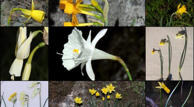 Narcissus del oeste de la península ibérica
