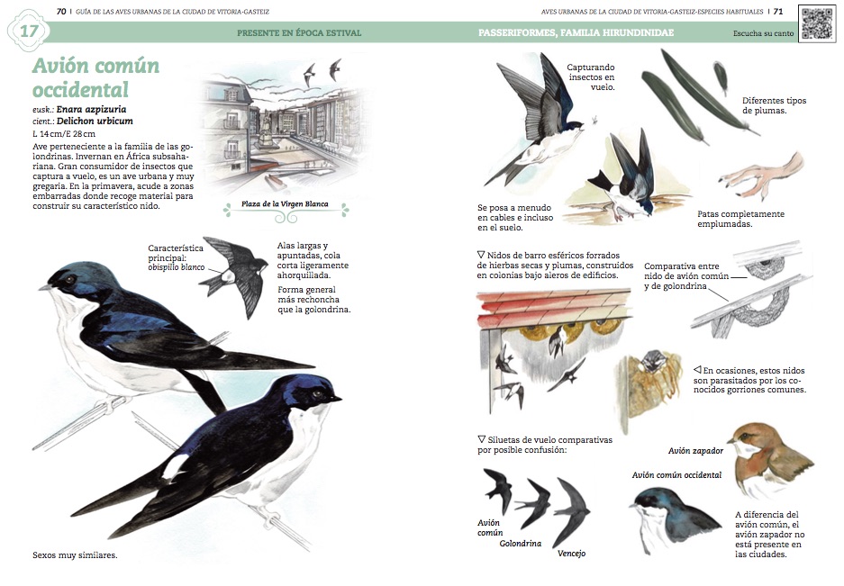 Avión común - Guía de las aves urbanas de la ciudad de Vitoria-Gasteiz