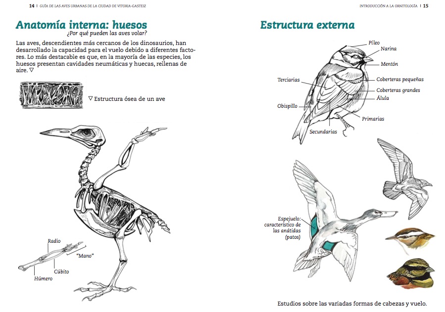 Anatomía de las aves - Guía de las aves urbanas de la ciudad de Vitoria-Gasteiz